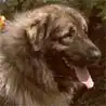Illyrischer Schäferhund