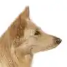 Deutscher Schäferhund Cremefarbener langhaariger Schlag