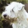 Irischer Soft Coated Wheaten Terrier