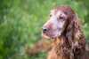 Alter Hund: Wie du gut für deinen Seniorhund sorgst