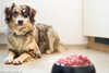 Hundefutter: Nassfutter, Trockenfutter oder Rohfutter