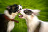 Rottweil: Zwei Terrier beißen kleineren Hund tot