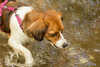 Baden mit Hund: So fühlen sich Hunde im Wasser pudelwohl