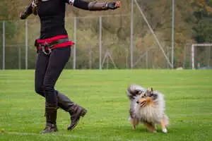 Mit Dogdancing die Verbindung zwischen Mensch und Hund stärken