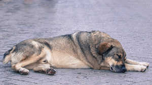 Hund Hitze