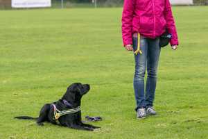 Wie werde ich (erfolgreicher) Hundetrainer?