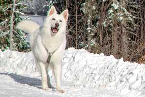 TOP 10 Weihnachtsgeschenke für Hunde