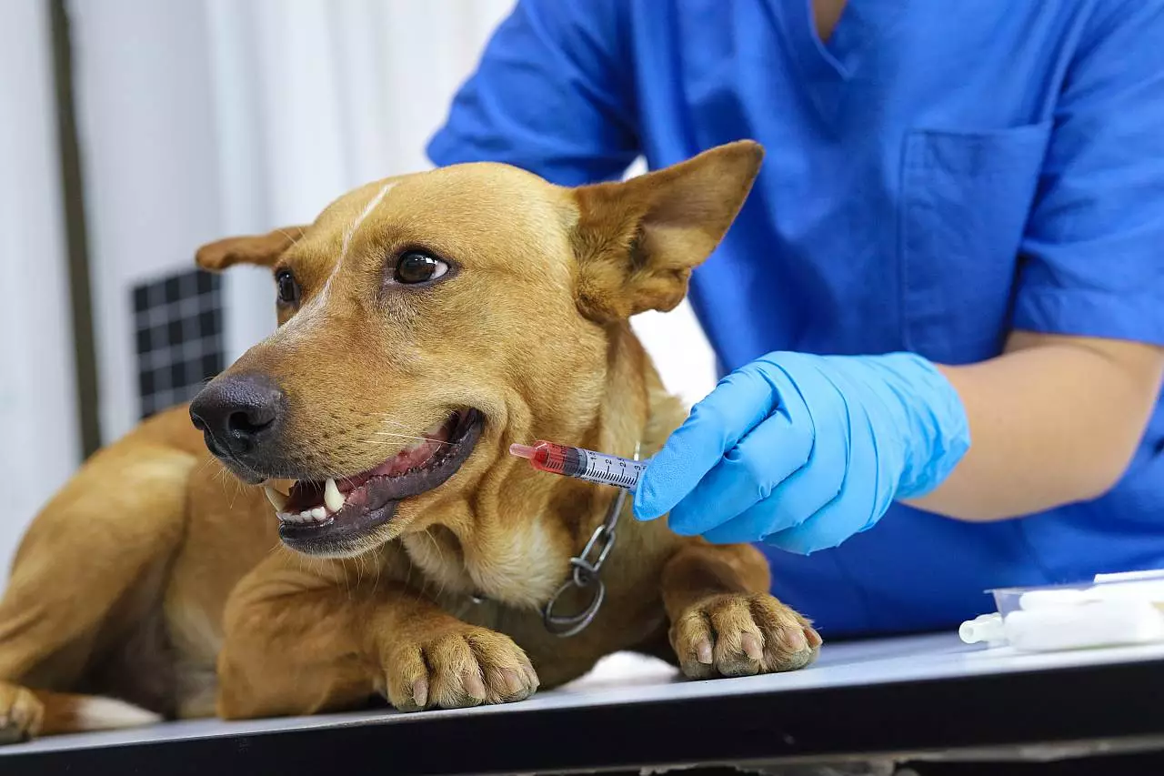 Tierarzt Kosten für einen Hund