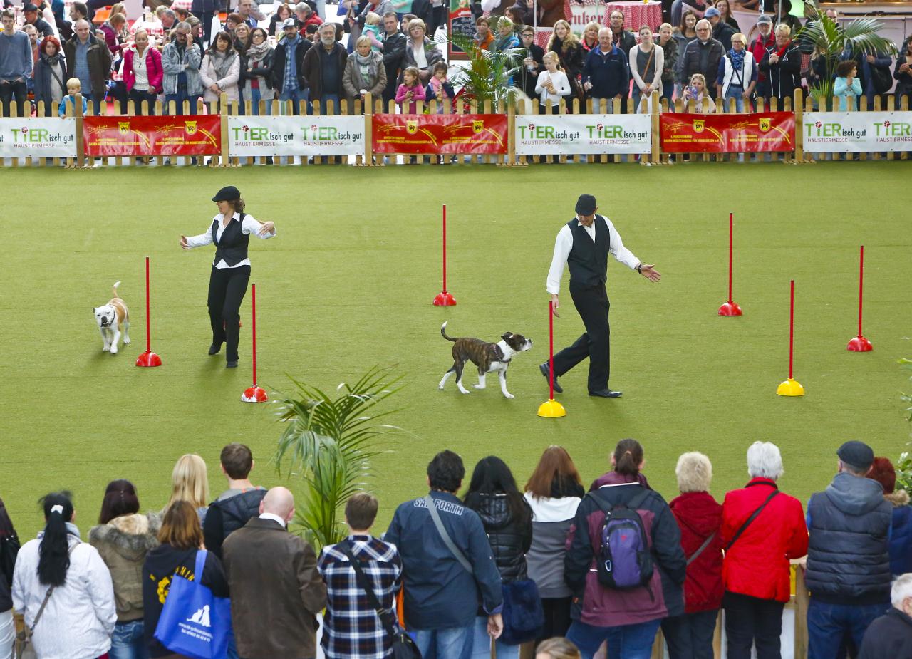 Agility TIERisch gut