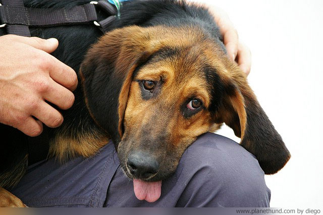 Welttierschutztag Deutschland Hund
