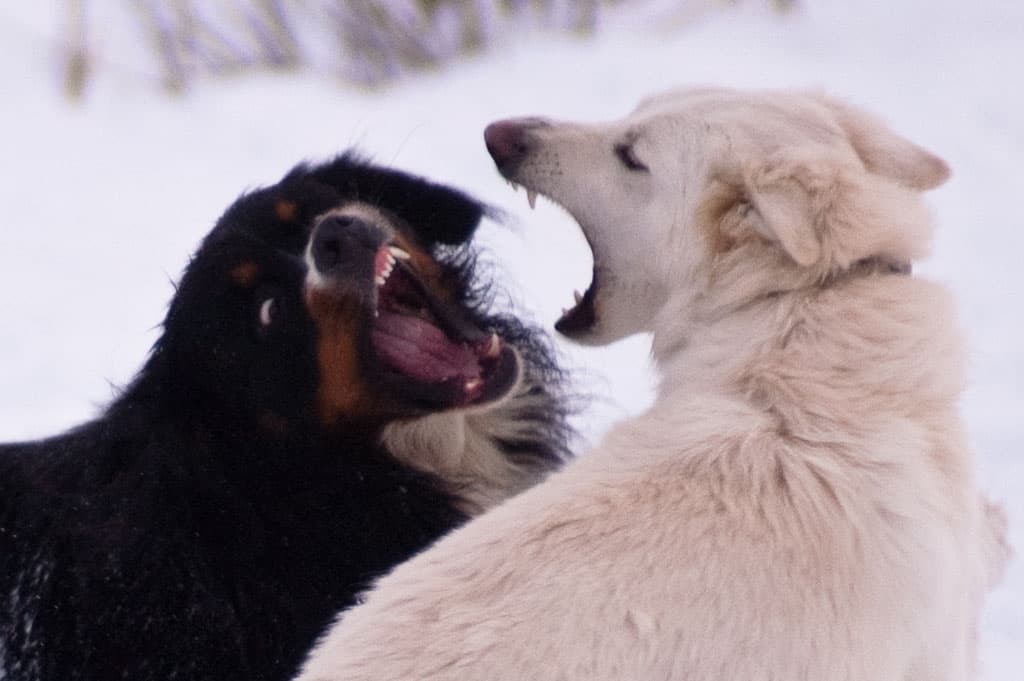 Tollwut Hund