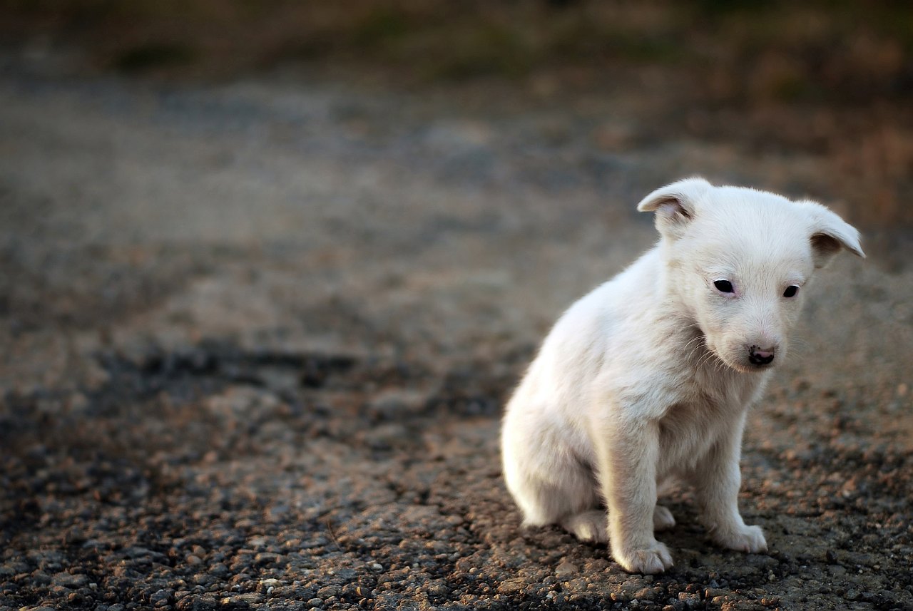 Trauriger Hund