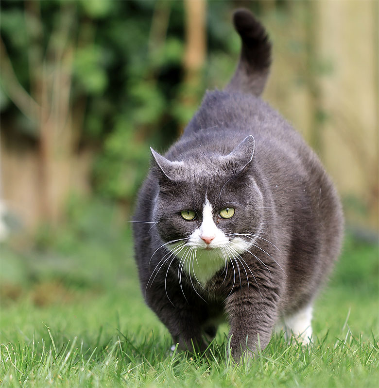 Übergewicht bei Hunden & katzen