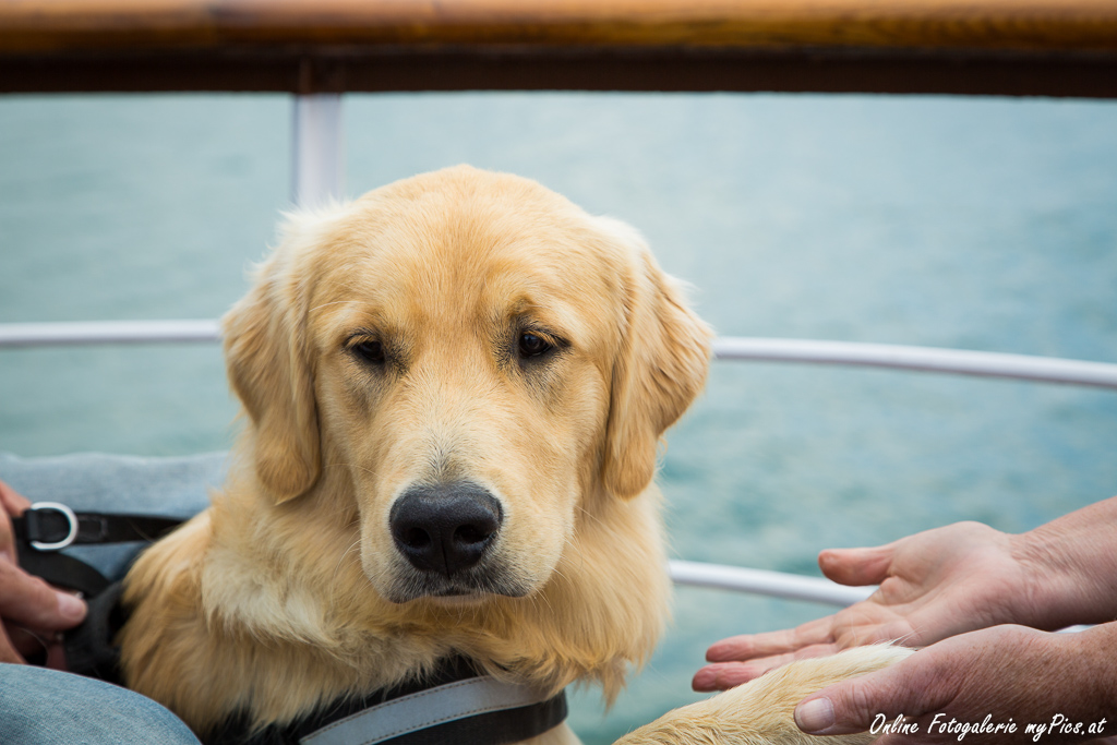 Hund Urlaubsreise Deutschland