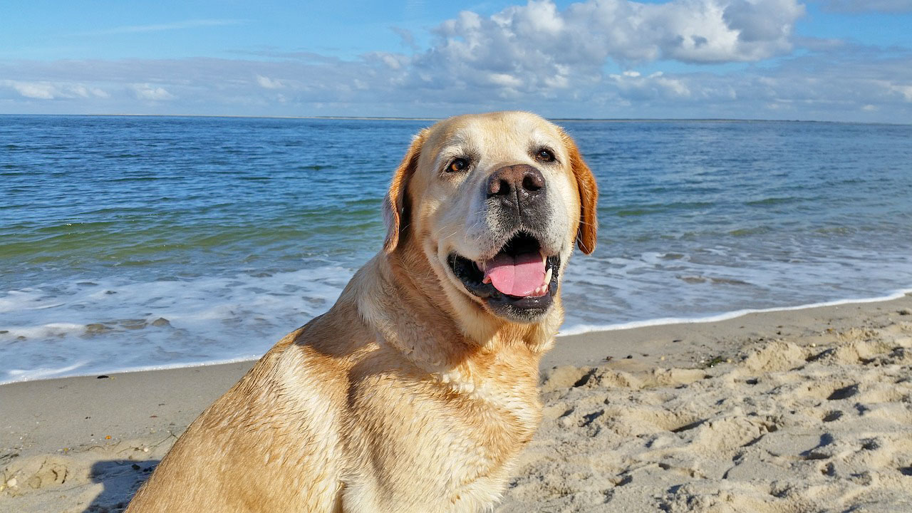 Urlaub mit Hund am Meer