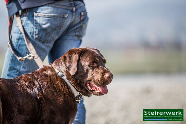 Kofferraumschutz für Hunde - Das Magazin für Tierfreunde