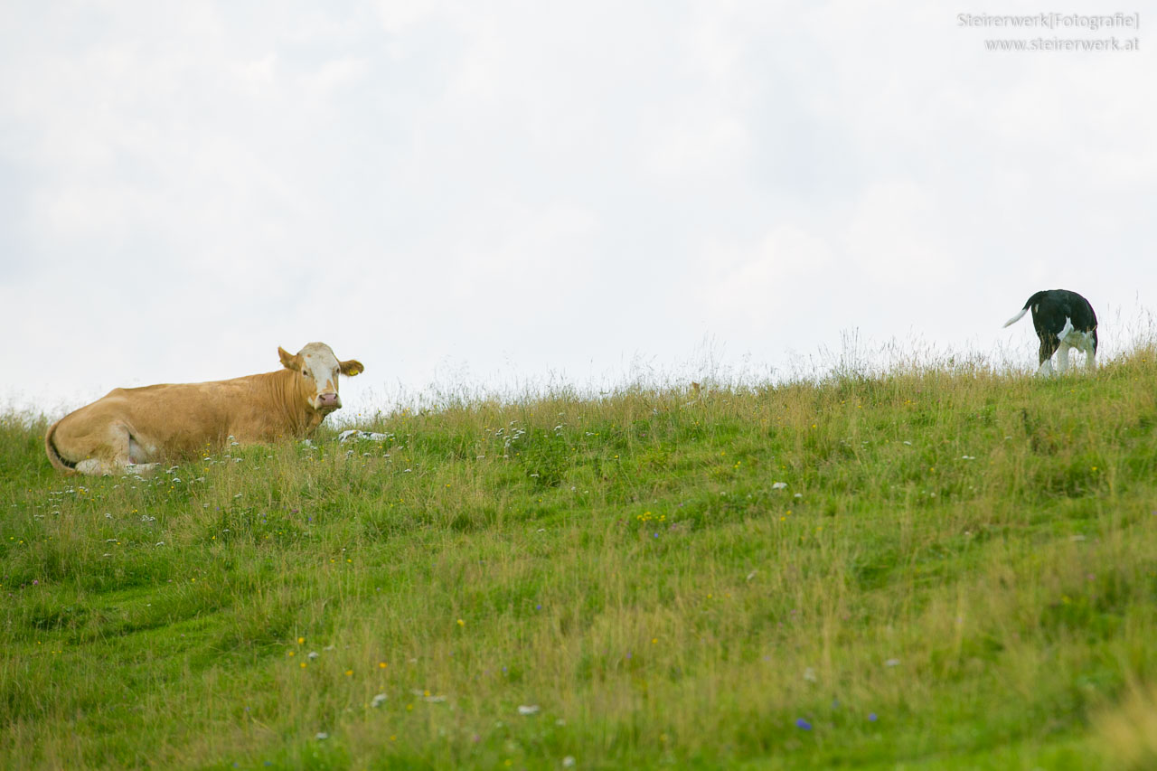 Wandern Hund Kuh Unfälle vermeiden