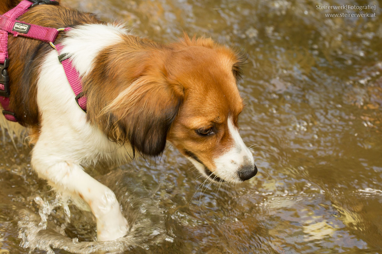 Hund im Wasser