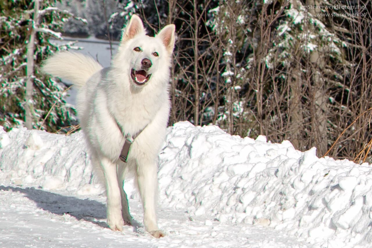 Weihnachtsgeschenke für Hunde