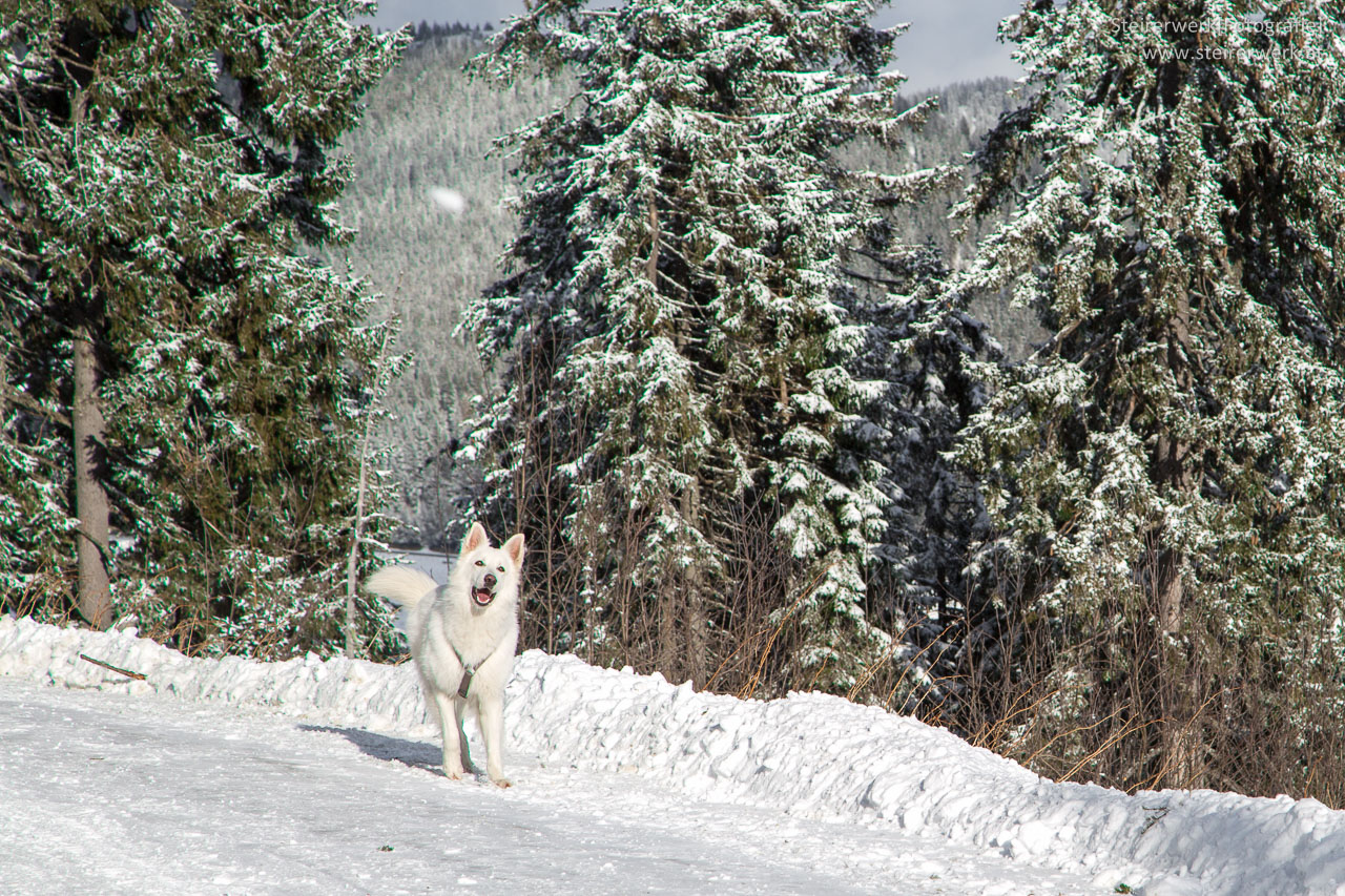 Winterurlaub mit Hund