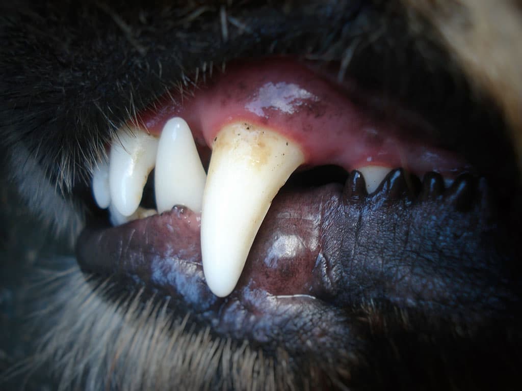 So Dein Hund den lästigen Zahnstein wieder los - hundund Magazin