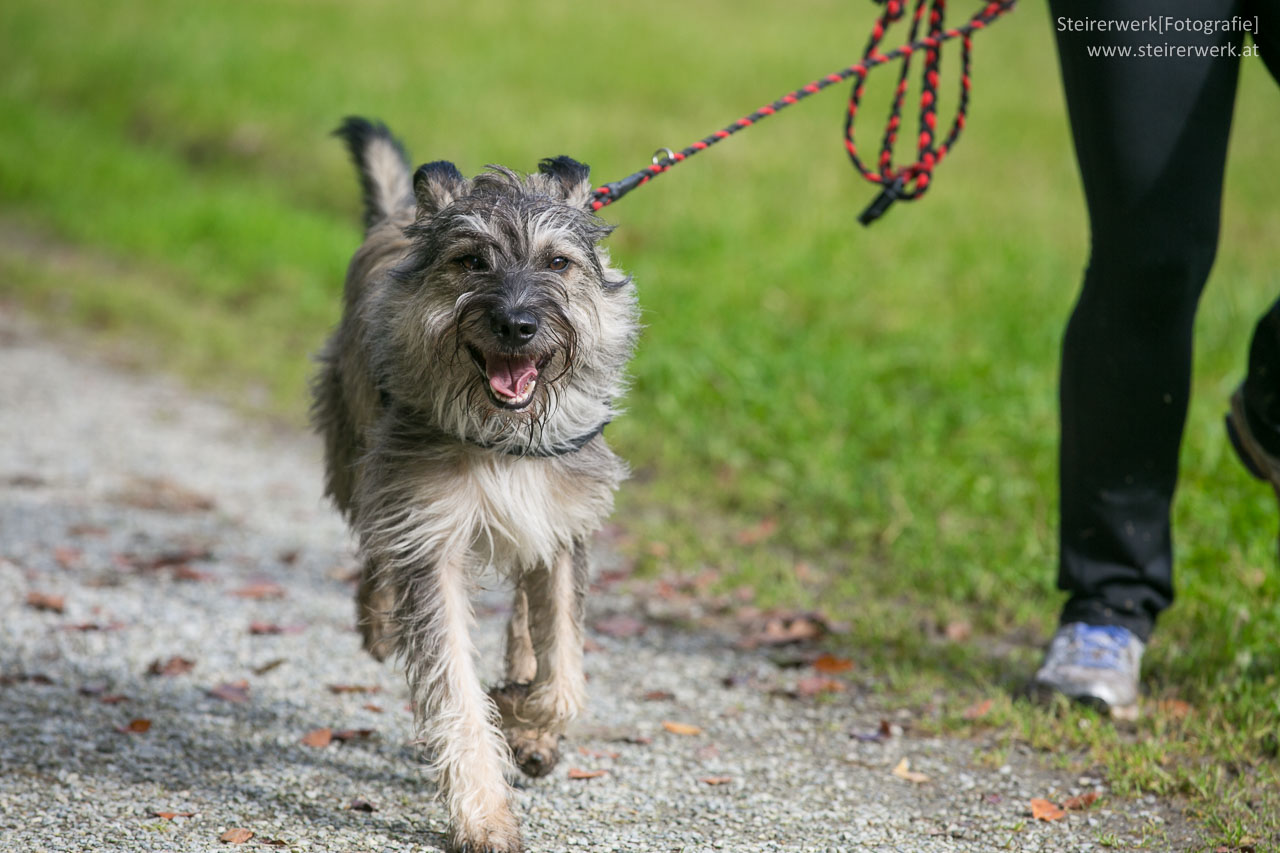 Zusammenleben mit Hund