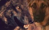 Verhaltensinventar von Wolf und Hund
