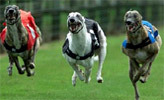 Greyhound-Rennen: Der Tod auf der ersten Bahn