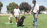Ausbildungen für Hunde