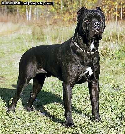 Dog Is To Kennel As King Is To Dog Is To Kennel As King Is To