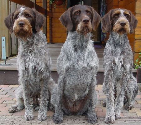 Böhmischer Rauhbart Böhmischer Rauhbart