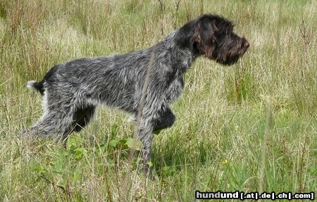 Böhmischer Rauhbart Böhmischer Rauhbart