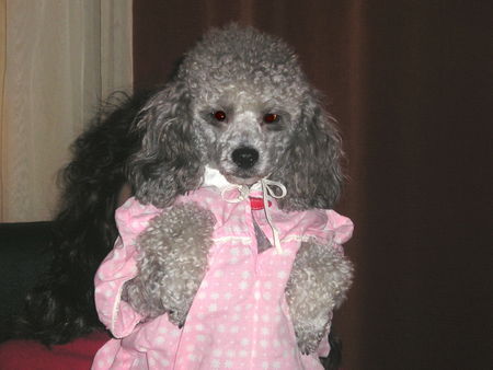 Toy-Pudel, Caniche Foto 31099 - hundund.de