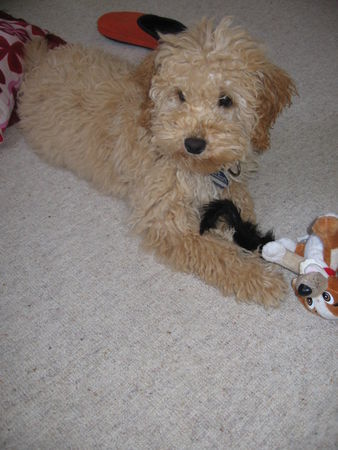 Toy-Pudel, Caniche Foto 31194 - hundund.de